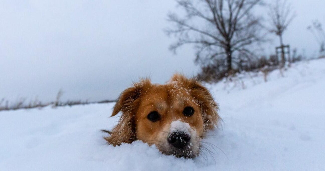 Ranking Brokerów: Najlepsze Opcje dla Traderów w Polsce
