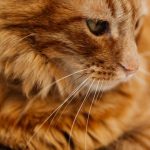 Certyfikat – jak zdobyć potwierdzenie kwalifikacji krok po kroku