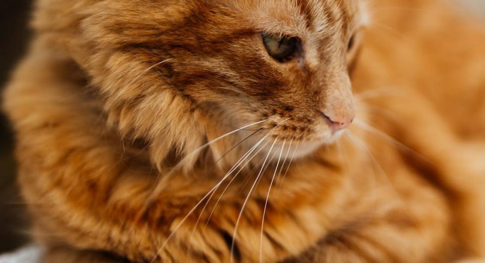 Podatek od kota – czy może dotyczyć właścicieli zwierząt domowych